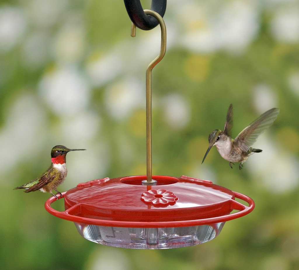 DIY Hummingbird and Oriole Nectar