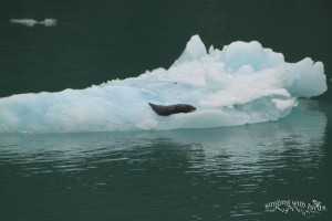 Harbor Seal Tracy-Ford Wilderness Alaska